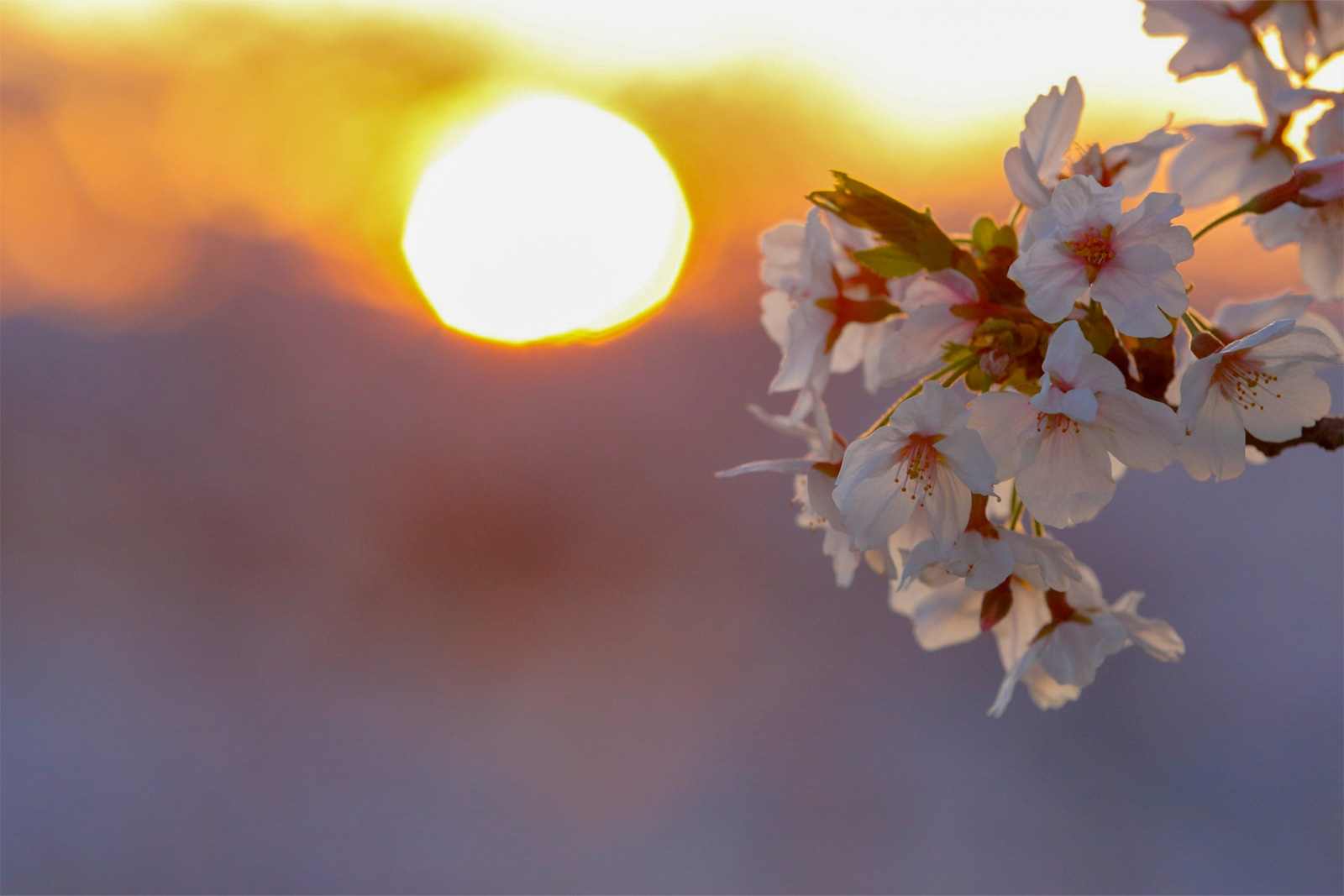 岸和田城 桜 クルーズ 貸切